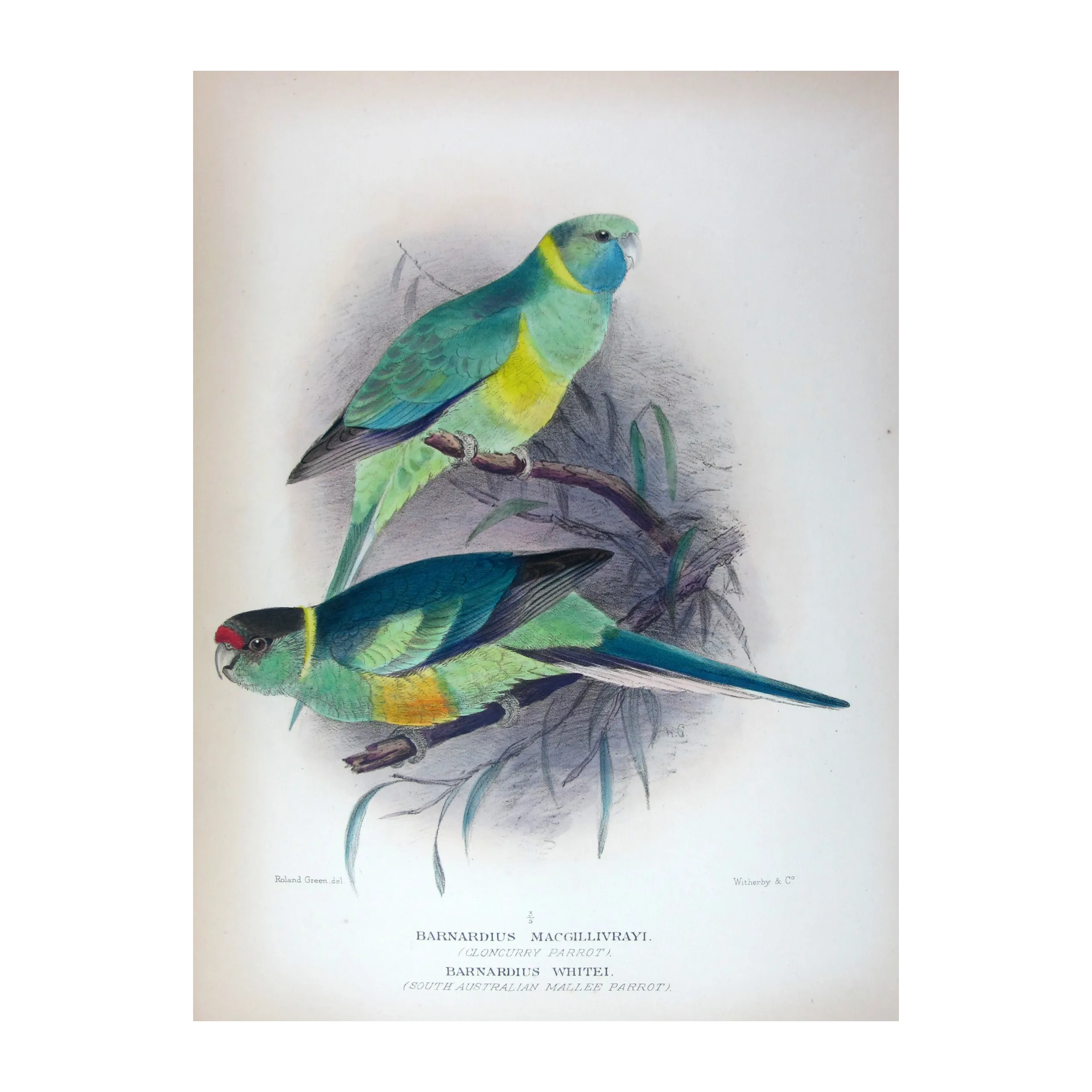 Cloncurry Parrot & South Australian Mallee Parrot by Roland Green – The Birds of Australia