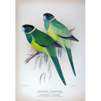 Northern Yellow-banded Parrot & Dundas Yellow-collared Parrot by Roland Green – The Birds of Australia