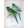 Northern Yellow-banded Parrot & Dundas Yellow-collared Parrot (*Barnardius occidentalis / Barnardius dundasi*) – Original lithog