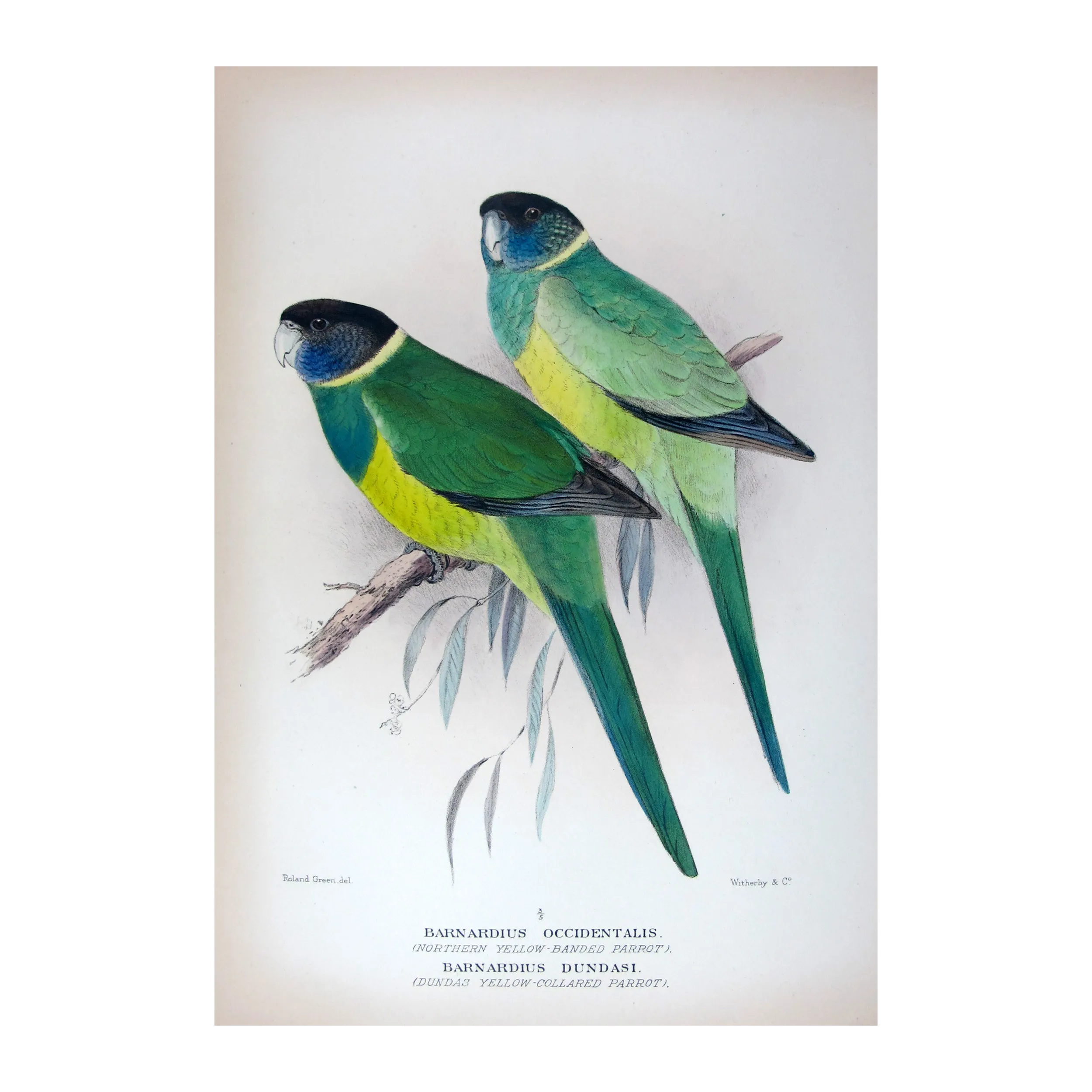 Northern Yellow-banded Parrot & Dundas Yellow-collared Parrot by Roland Green – The Birds of Australia