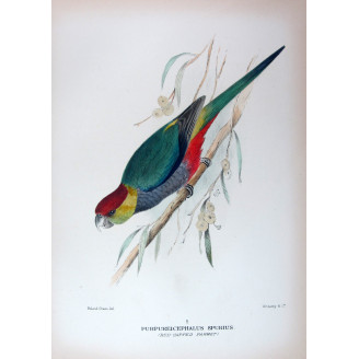 Red-capped Parrot by Roland Green – The Birds of Australia