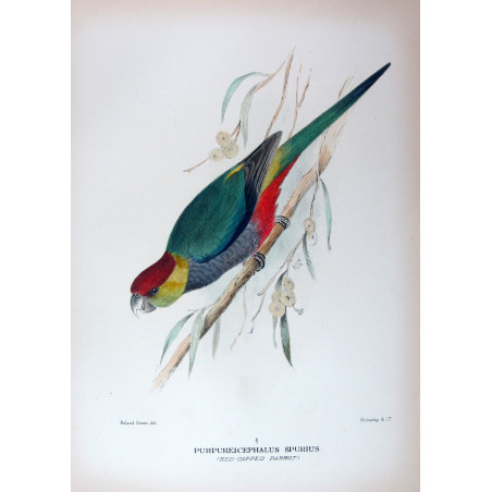 Red-capped Parrot by Roland Green – The Birds of Australia