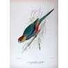 Red-capped Parrot (*Purpureicephalus spurius*) – Original lithograph by Green, Mathews (1910–27)