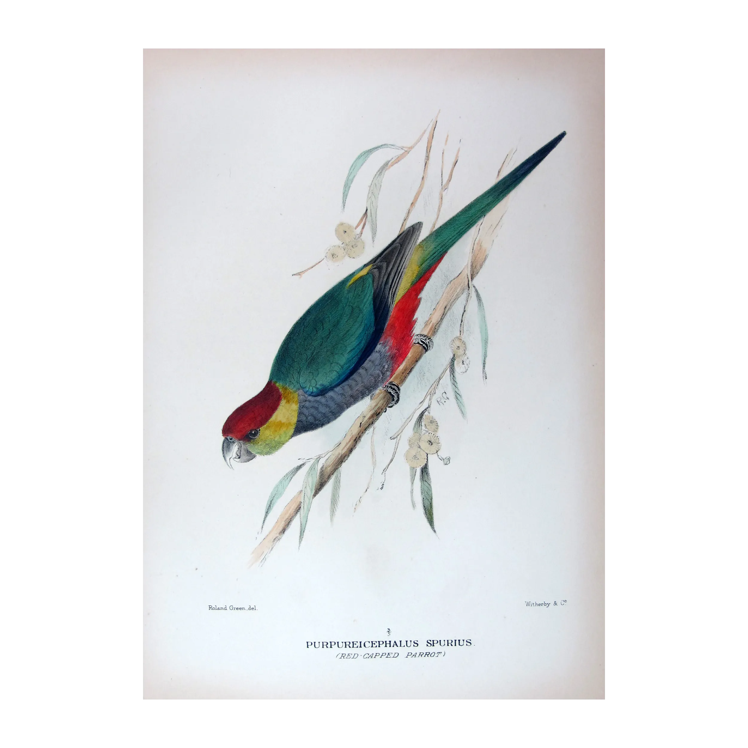 Red-capped Parrot by Roland Green – The Birds of Australia