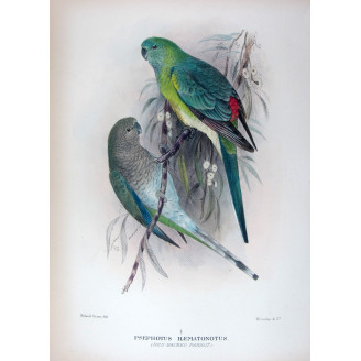 Red-backed Parrot by Roland Green – The Birds of Australia