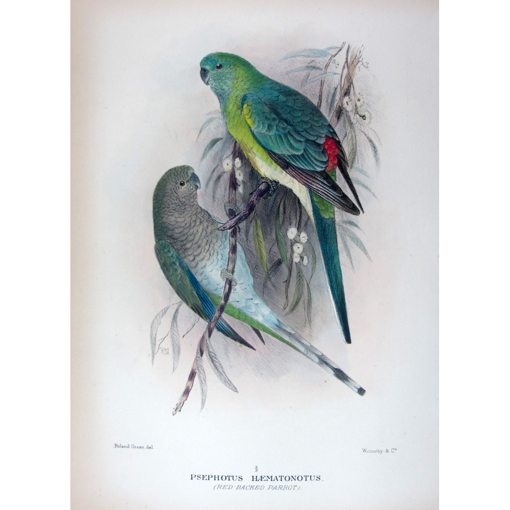 Red-backed Parrot by Roland Green – The Birds of Australia Red-backed Parrot by Roland Green – The Birds of Australia
