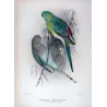 Red-backed Parrot (*Psephotus haematonotus*) – Original lithograph by Green, Mathews (1910–27)