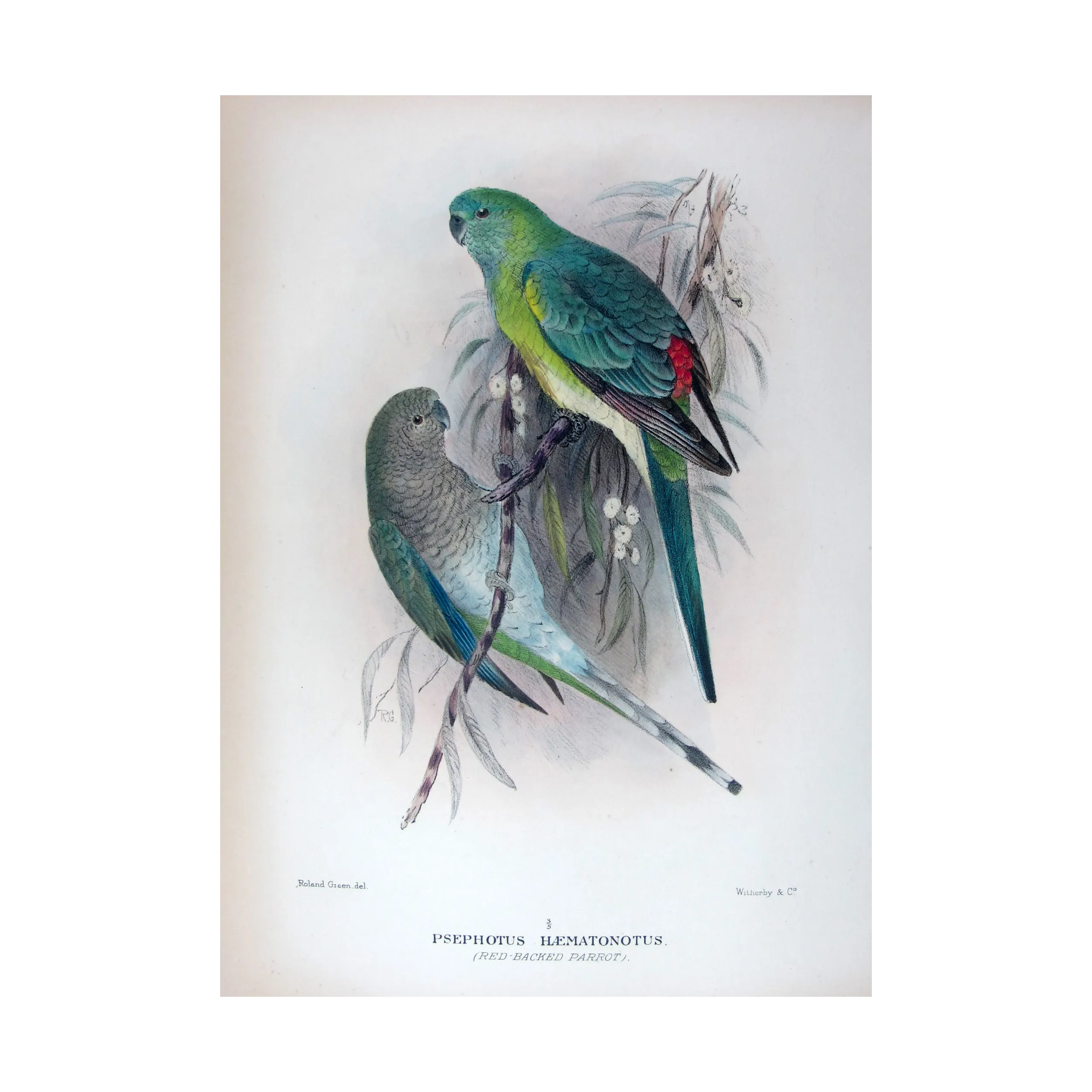 Red-backed Parrot by Roland Green – The Birds of Australia