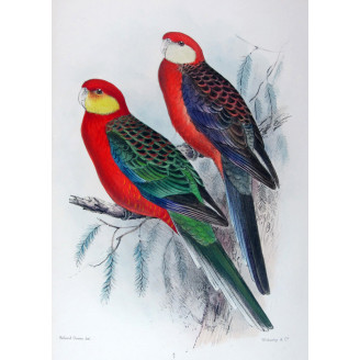 Red-mantled Parrot & Yellow-cheeked Parrot by Roland Green – The Birds of Australia