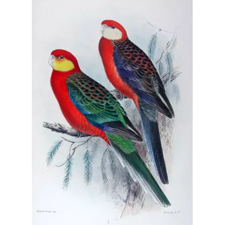 Red-mantled Parrot & Yellow-cheeked Parrot by Roland Green – The Birds of Australia