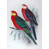 Red-mantled Parrot & Yellow-cheeked Parrot (*Platycercus icterotis / Platycercus salvadorii*) – Original lithograph by Green, Ma