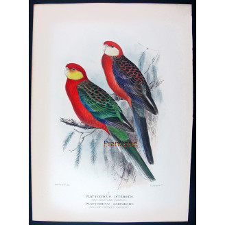 Red-mantled Parrot & Yellow-cheeked Parrot by Roland Green – The Birds of Australia