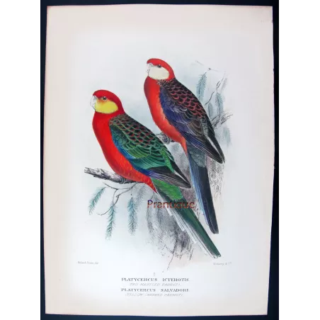 Red-mantled Parrot & Yellow-cheeked Parrot by Roland Green – The Birds of Australia