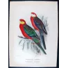 Red-mantled Parrot & Yellow-cheeked Parrot (*Platycercus icterotis / Platycercus salvadorii*) – Original lithograph by Green, Ma