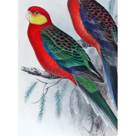 Red-mantled Parrot & Yellow-cheeked Parrot by Roland Green – The Birds of Australia