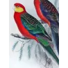 Red-mantled Parrot & Yellow-cheeked Parrot (*Platycercus icterotis / Platycercus salvadorii*) – Original lithograph by Green, Ma