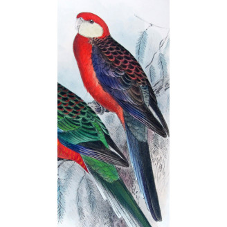 Red-mantled Parrot & Yellow-cheeked Parrot by Roland Green – The Birds of Australia