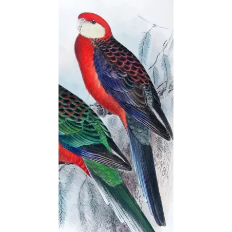 Red-mantled Parrot & Yellow-cheeked Parrot by Roland Green – The Birds of Australia