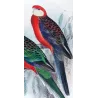 Red-mantled Parrot & Yellow-cheeked Parrot (*Platycercus icterotis / Platycercus salvadorii*) – Original lithograph by Green, Ma