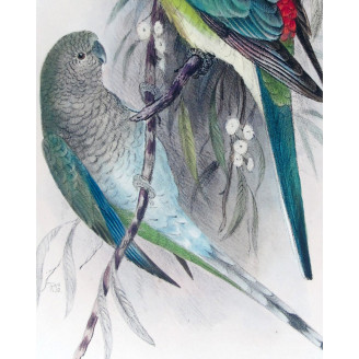 Red-backed Parrot by Roland Green – The Birds of Australia