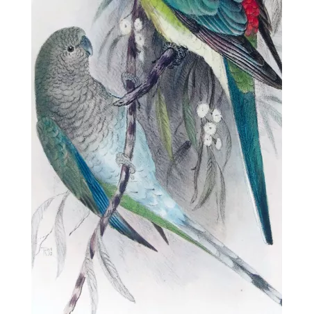 Red-backed Parrot by Roland Green – The Birds of Australia