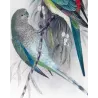 Red-backed Parrot (*Psephotus haematonotus*) – Original lithograph by Green, Mathews (1910–27)