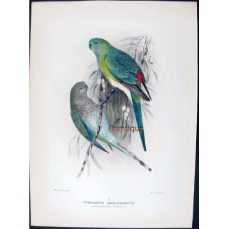 Red-backed Parrot by Roland Green – The Birds of Australia