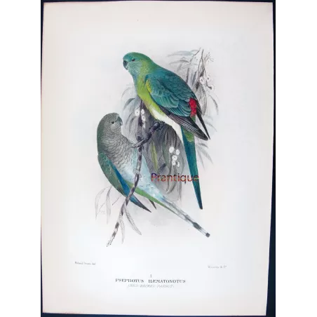 Red-backed Parrot by Roland Green – The Birds of Australia