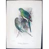 Red-backed Parrot (*Psephotus haematonotus*) – Original lithograph by Green, Mathews (1910–27)