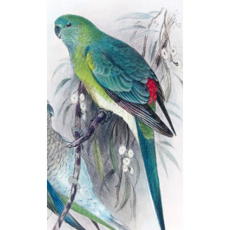 Red-backed Parrot by Roland Green – The Birds of Australia
