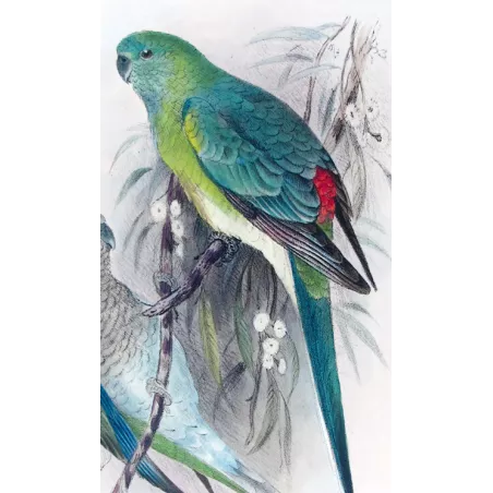 Red-backed Parrot by Roland Green – The Birds of Australia