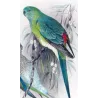 Red-backed Parrot (*Psephotus haematonotus*) – Original lithograph by Green, Mathews (1910–27)