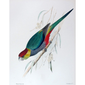 Red-capped Parrot by Roland Green – The Birds of Australia