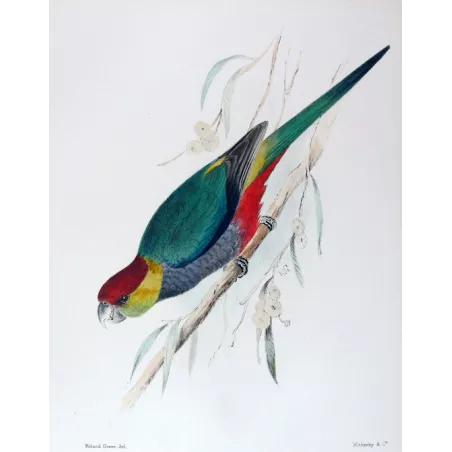 Red-capped Parrot by Roland Green – The Birds of Australia
