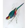 Red-capped Parrot (*Purpureicephalus spurius*) – Original lithograph by Green, Mathews (1910–27)