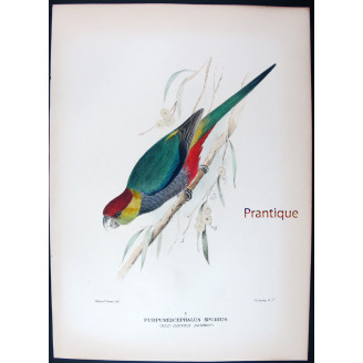Red-capped Parrot by Roland Green – The Birds of Australia