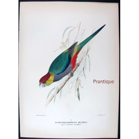 Red-capped Parrot by Roland Green – The Birds of Australia