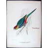 Red-capped Parrot (*Purpureicephalus spurius*) – Original lithograph by Green, Mathews (1910–27)