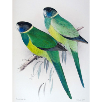 Northern Yellow-banded Parrot & Dundas Yellow-collared Parrot by Roland Green – The Birds of Australia