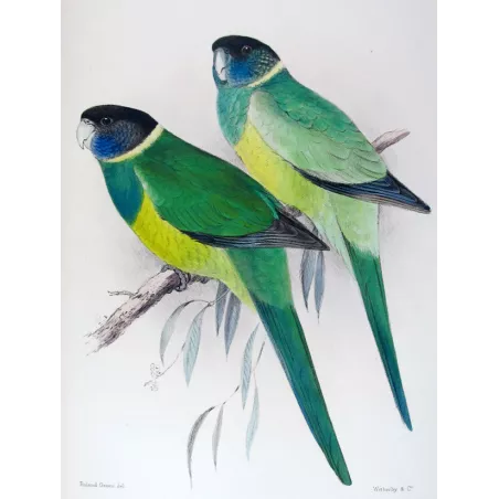 Northern Yellow-banded Parrot & Dundas Yellow-collared Parrot by Roland Green – The Birds of Australia