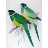Northern Yellow-banded Parrot & Dundas Yellow-collared Parrot (*Barnardius occidentalis / Barnardius dundasi*) – Original lithog