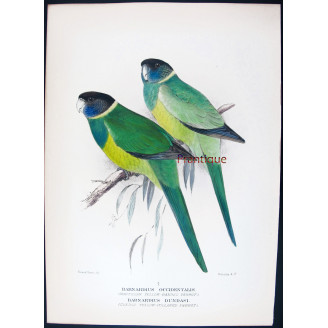 Northern Yellow-banded Parrot & Dundas Yellow-collared Parrot by Roland Green – The Birds of Australia