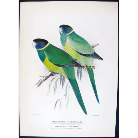 Northern Yellow-banded Parrot & Dundas Yellow-collared Parrot by Roland Green – The Birds of Australia