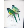 Northern Yellow-banded Parrot & Dundas Yellow-collared Parrot (*Barnardius occidentalis / Barnardius dundasi*) – Original lithog
