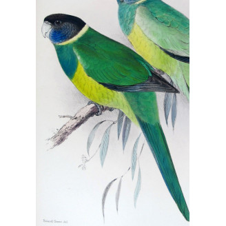 Northern Yellow-banded Parrot & Dundas Yellow-collared Parrot by Roland Green – The Birds of Australia