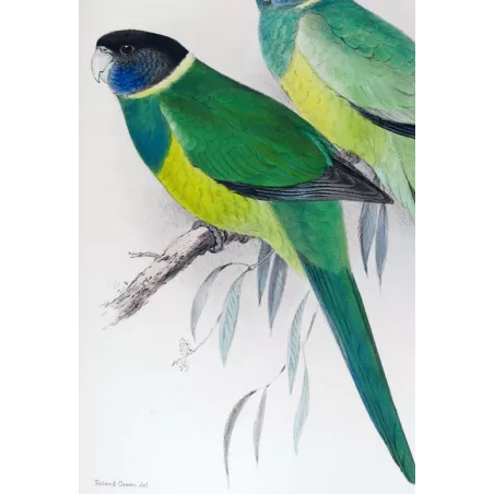Northern Yellow-banded Parrot & Dundas Yellow-collared Parrot by Roland Green – The Birds of Australia