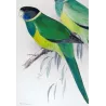 Northern Yellow-banded Parrot & Dundas Yellow-collared Parrot (*Barnardius occidentalis / Barnardius dundasi*) – Original lithog