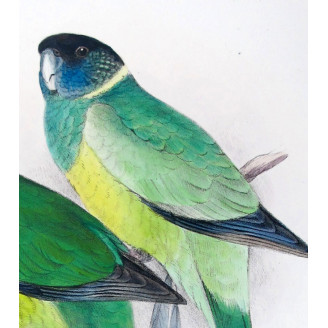 Northern Yellow-banded Parrot & Dundas Yellow-collared Parrot by Roland Green – The Birds of Australia