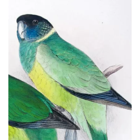 Northern Yellow-banded Parrot & Dundas Yellow-collared Parrot by Roland Green – The Birds of Australia