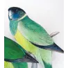 Northern Yellow-banded Parrot & Dundas Yellow-collared Parrot (*Barnardius occidentalis / Barnardius dundasi*) – Original lithog